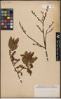 Foto von Salix caprea L. x Salix silesiaca Willd.